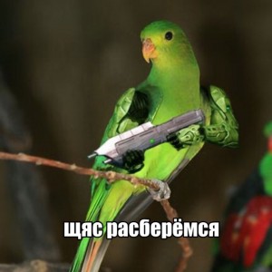 Create meme: a parrot with a gun, animals parrot, parrot
