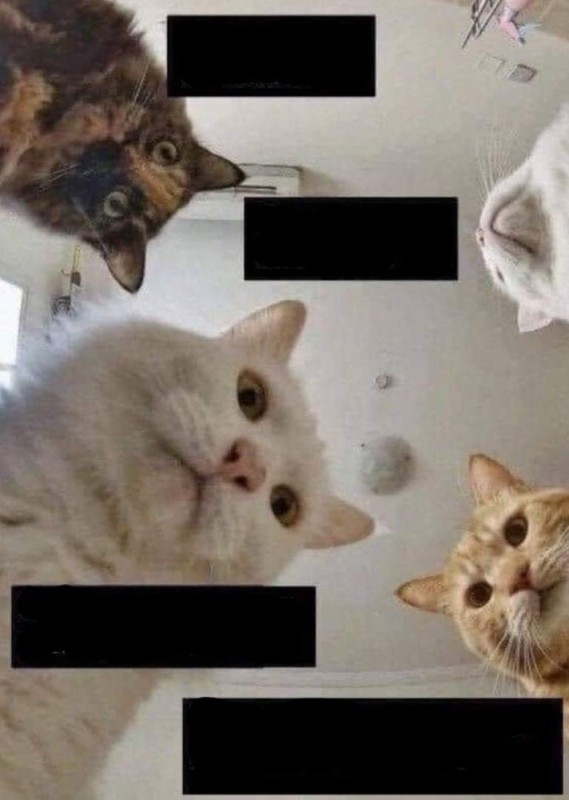 Создать мем: наташа и коты мемы, котик мем, кот