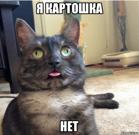 Create meme: cat , Mammy cat, carbon monoxide cat