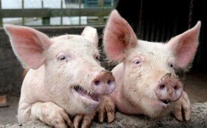 Создать мем: свиноворот свиней, свинья, африканская чума свиней