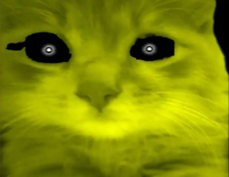 Создать мем: желтый кот, золотой кот, пять ночей с барсиком