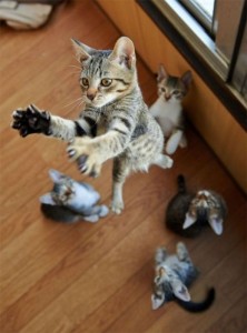 Create meme: kitties, kittens funny, photos of cats and kittens are fun