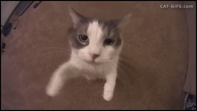 Create meme: cat , cat , The cat kisses the camera