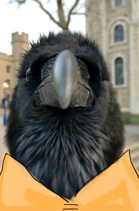 Create meme: crow , raven's beak, crow 