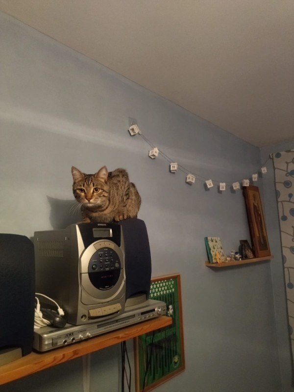 Create meme: cat , The cat and the radio, the cat