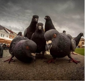 Create meme: ornithosis, feed the pigeons, pigeon