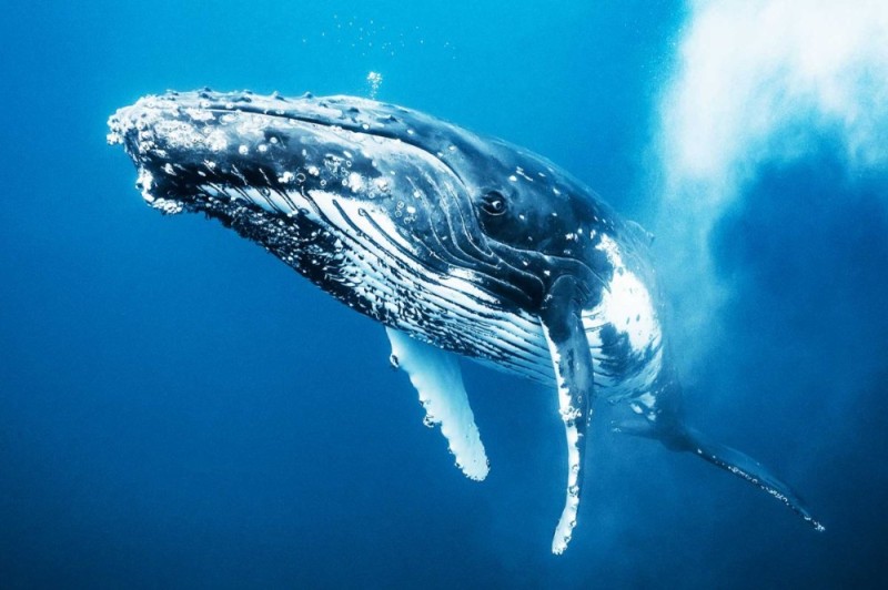 Create meme: humpback whale habitat, world Marine Mammal Protection Day, the blue whale 