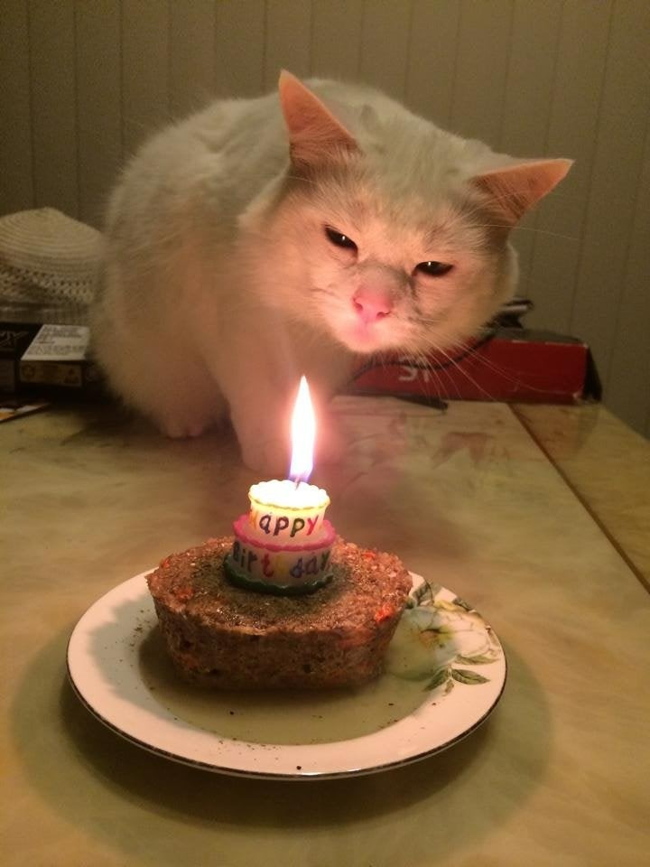 День рождения у кошки
