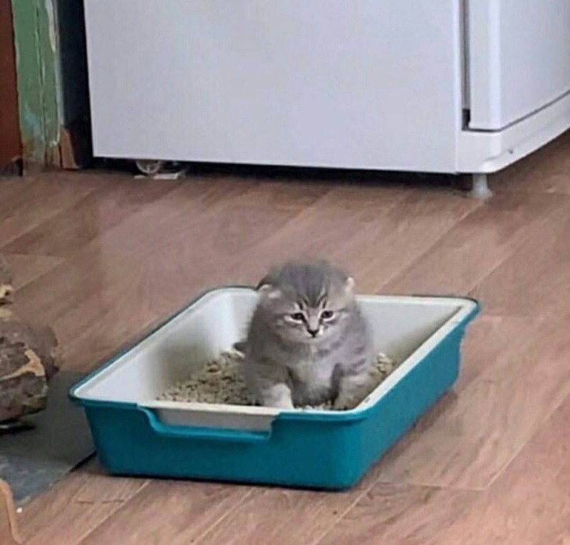 Create meme: cat tray, tray for kittens, sad cat in the tray