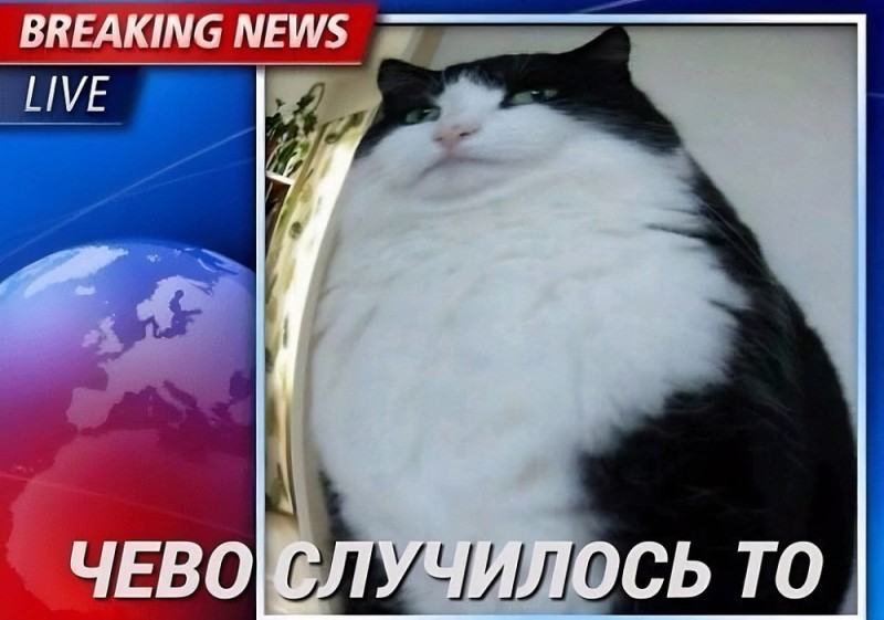 Create meme: fat cats , kitty , seals 