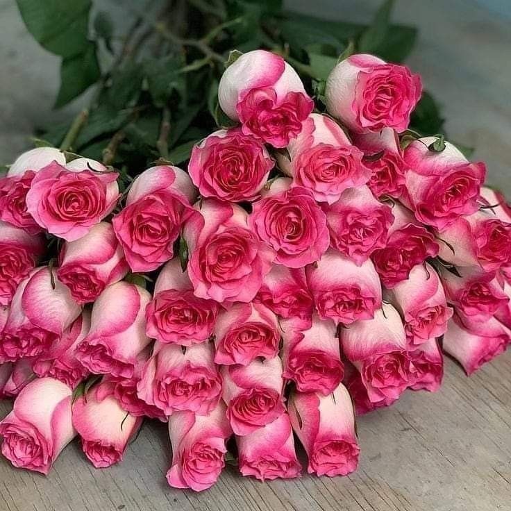Create meme: pink roses, rose Bush, gorgeous pink roses