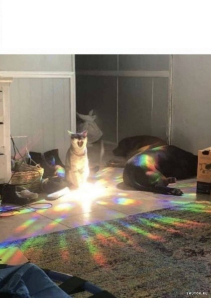 Создать мем: кот радуга, кот, котик радуга