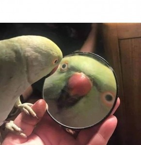 Создать мем: попугай в зеркале мем, попугай, мемы с попугаями