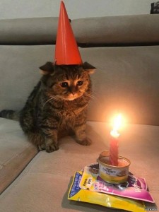 Создать мем: happy birthday cat, коты, котик