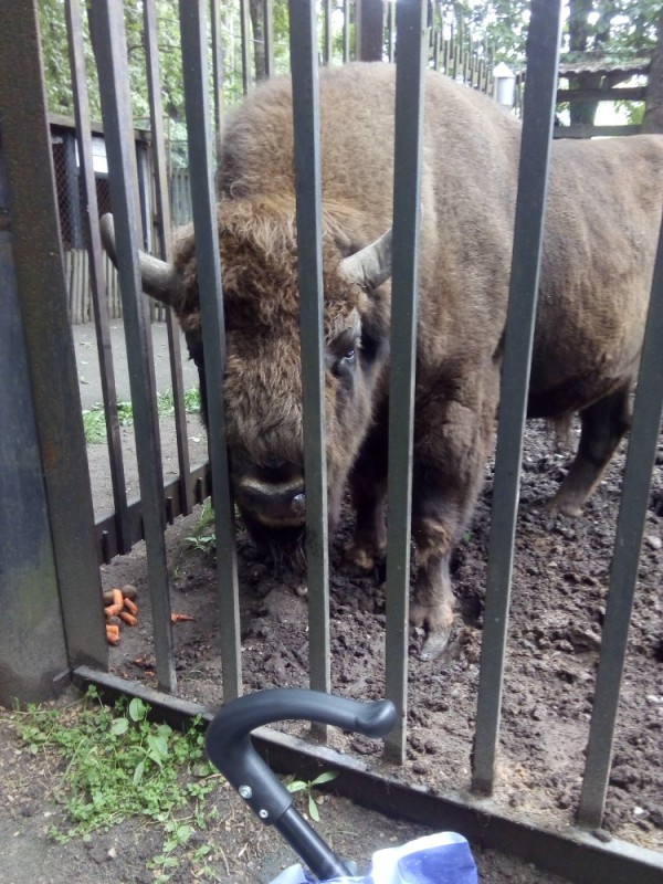 Create meme: minsk zoo minsk, saransk zoo bison, dombai zoo