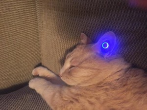 Create meme: cat, light effect, cat clip