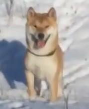 Create meme: the breed is Shiba inu, Shiba inu