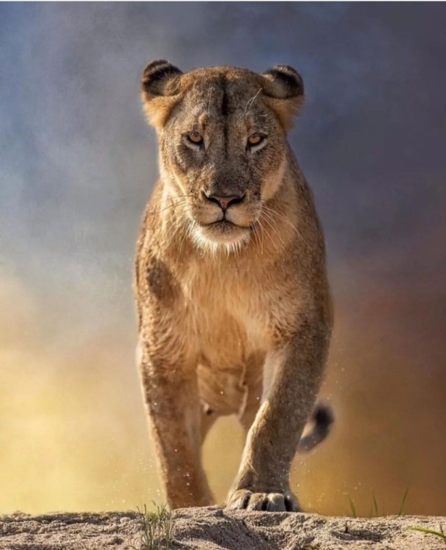 Create meme: lion and lioness , African lion , animals lion