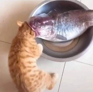 Create meme: the cat eats the fish, funny cats, funny cats