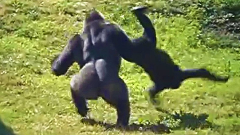 Создать мем: горилла, горилла кидает другую гориллу, горилла кидает гориллу