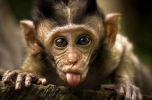 Create meme: monkey, animals, funny animals
