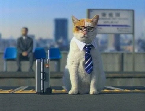 Create meme: business cat, business cats, cat at work