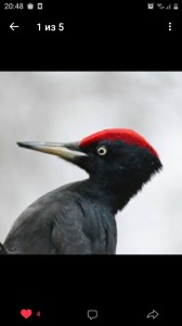Create meme: black woodpecker, woodpecker zhelna, great black woodpecker zhelna