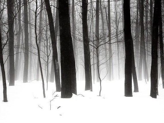 Создать мем: лес туман, страшный зимний лес, темный снежный лес