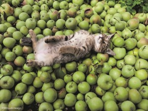 Create meme: Cat, cats fruit, cat and green Apple