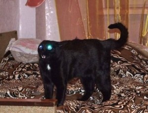 Create meme: evil breed, black cat, black cat funny