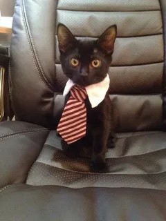 Создать мем: деловой кот, котик в галстуке, кот в деловом костюме
