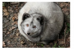 Create meme: Fox full, arctic fox, it looks like