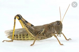 Create meme: grasshopper insect, grasshopper