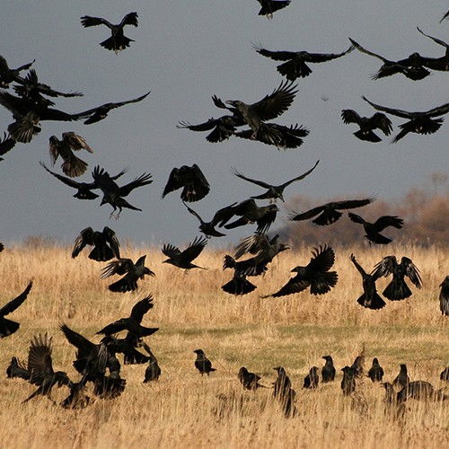Create meme: a flock of crows , a flock of crows, a flock of crows over the field