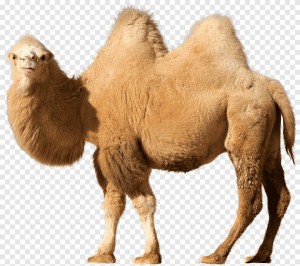 Create meme: camel, Bactrian camel