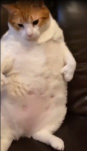 Create meme: fat cat, fat cat is crying, cat