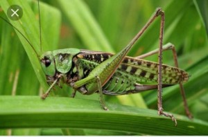 Create meme: Orthoptera, grasshopper green, grasshopper insect