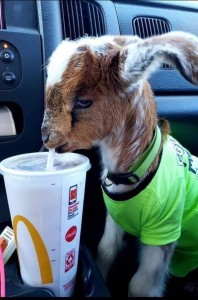 Создать мем: baby goat, животные смешные, крутое молоко