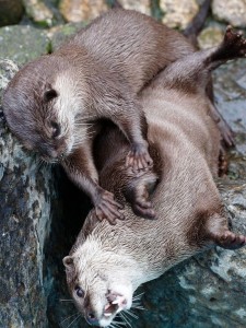 Create meme: a baby otter