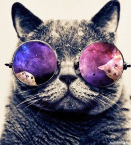 Создать мем: очки красивые, кошка, крутые котики
