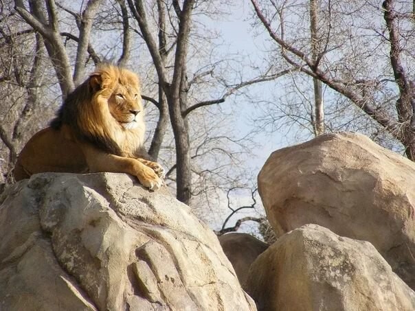 Create meme: Kaliningrad Lion Zoo, Lviv Zoo, Leo 