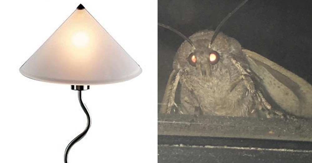 Create Comics Meme Moth Lamp Moth Lamp Meme Meme Moth And.