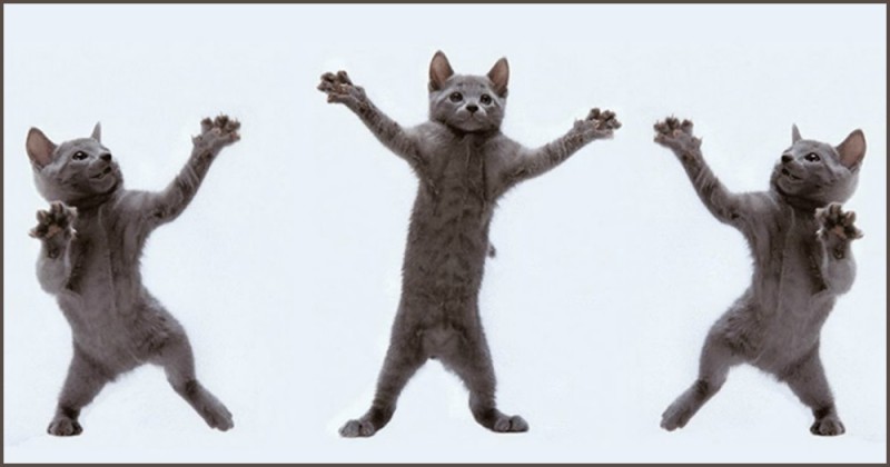 Create meme: the dancing cat, dancing cat, funny cats dancing