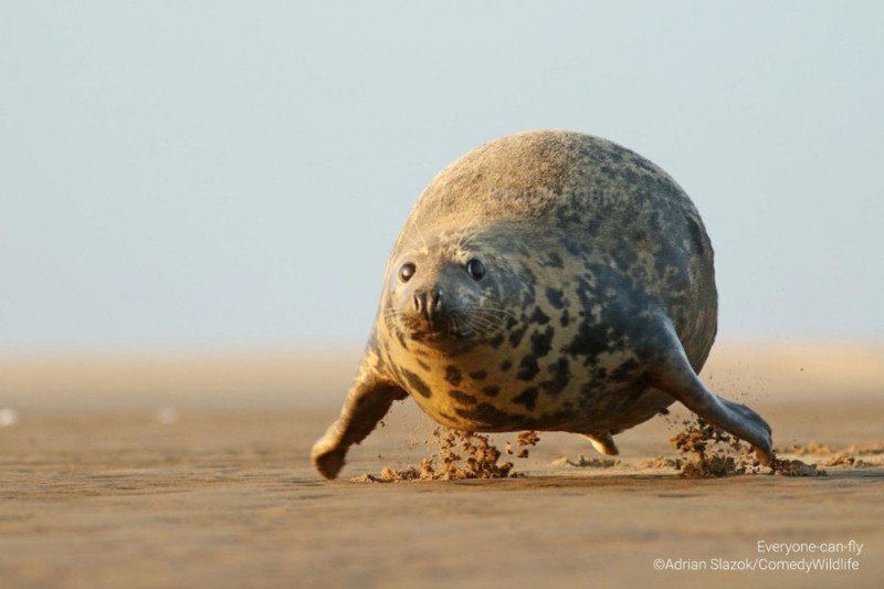 Create meme: common seal, marine seal, seal seal