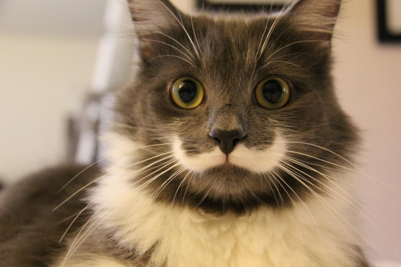 Create meme: cat , Hamilton the hipster cat, cat with a mustache