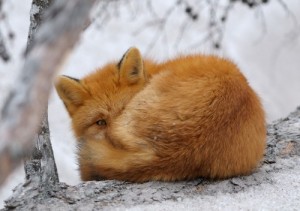 Создать мем: лисичка, спящая лиса, лиса