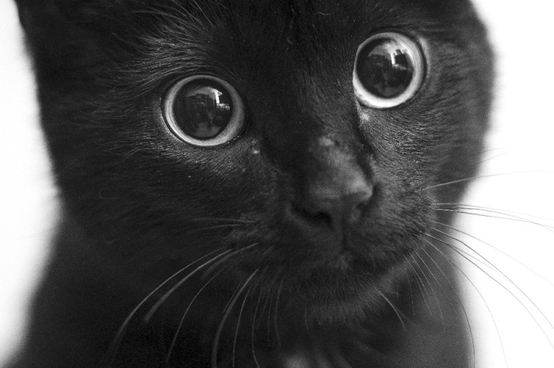 Создать мем: кот глаза, глаза черной кошки, черный кот с карими глазами