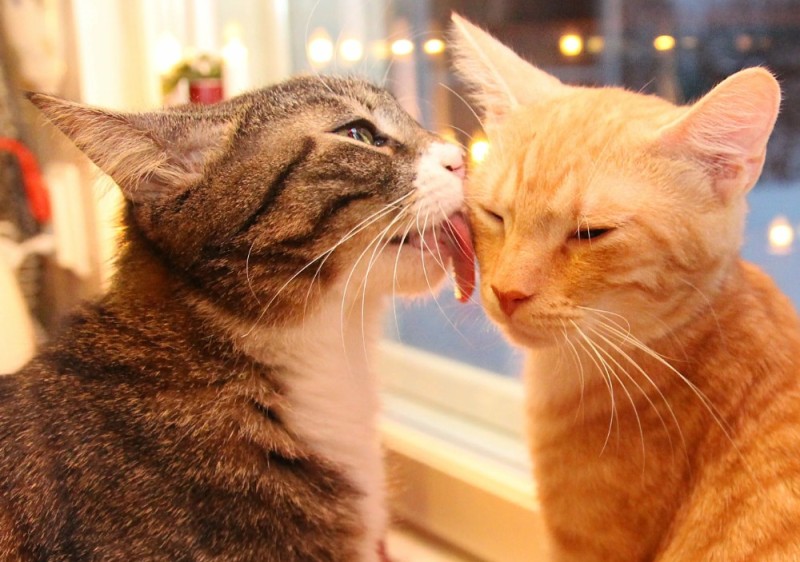 Создать мем: ласковая кошка, целующиеся котики, облизывающийся кот