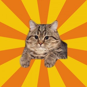 Создать мем: британская короткошёрстная кошка, котэ, кот песос