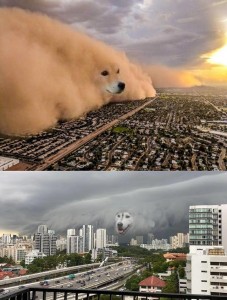 Создать мем: собака буря, миллионы людей, dogecoin мемы